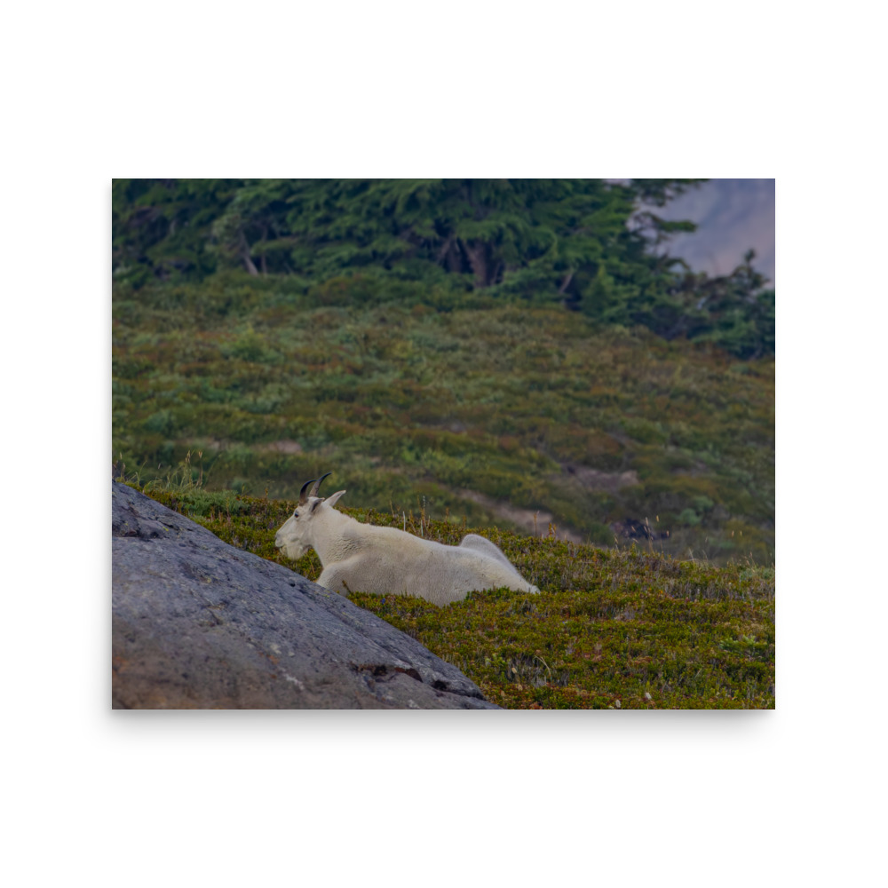 Mt. Rainier National Park — Mountain Goat - Image 2