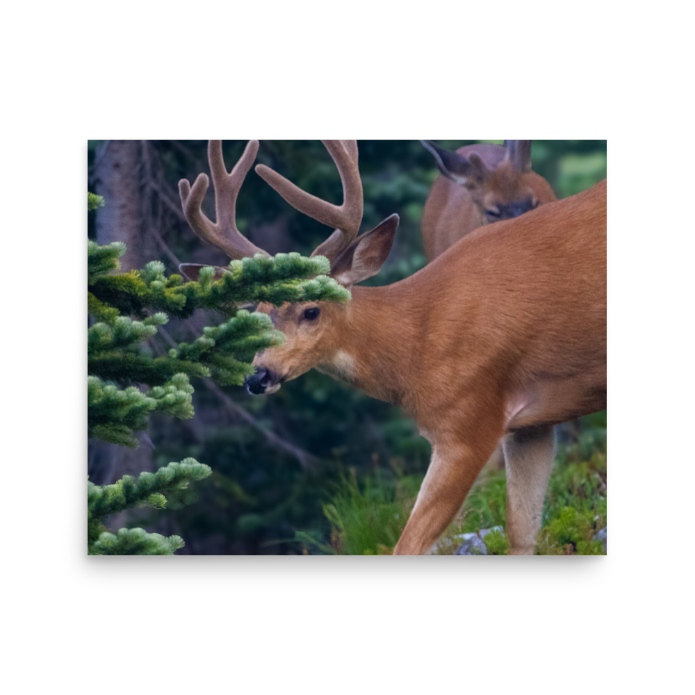 Deer in the Firs, Mount Rainier National Park — Wildlife Print
