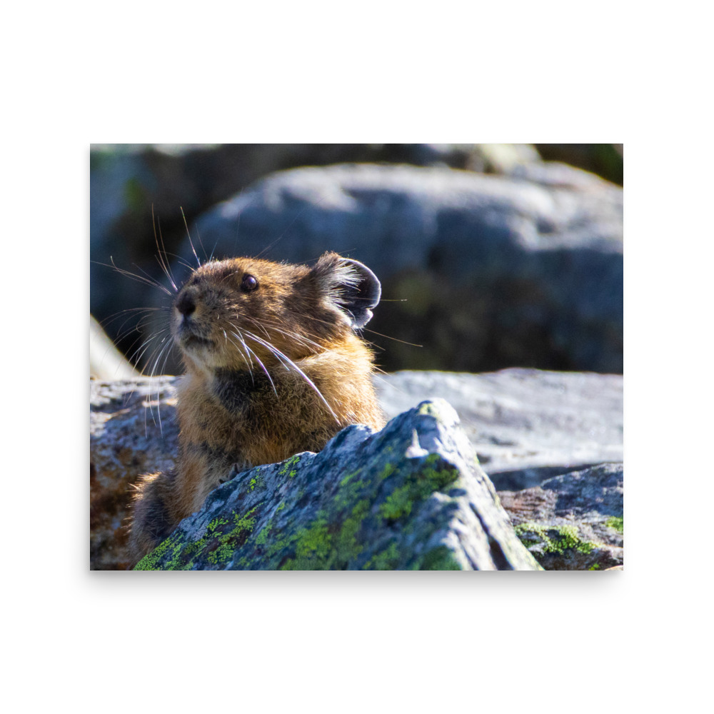 Pika, Cascade Pass Trail, North Cascades National Park — Wildlife Print