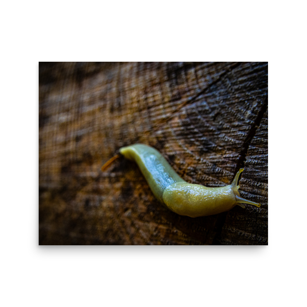 Banana Slug, Hoh Rain Forest, Olympic National Park — Wildlife Print