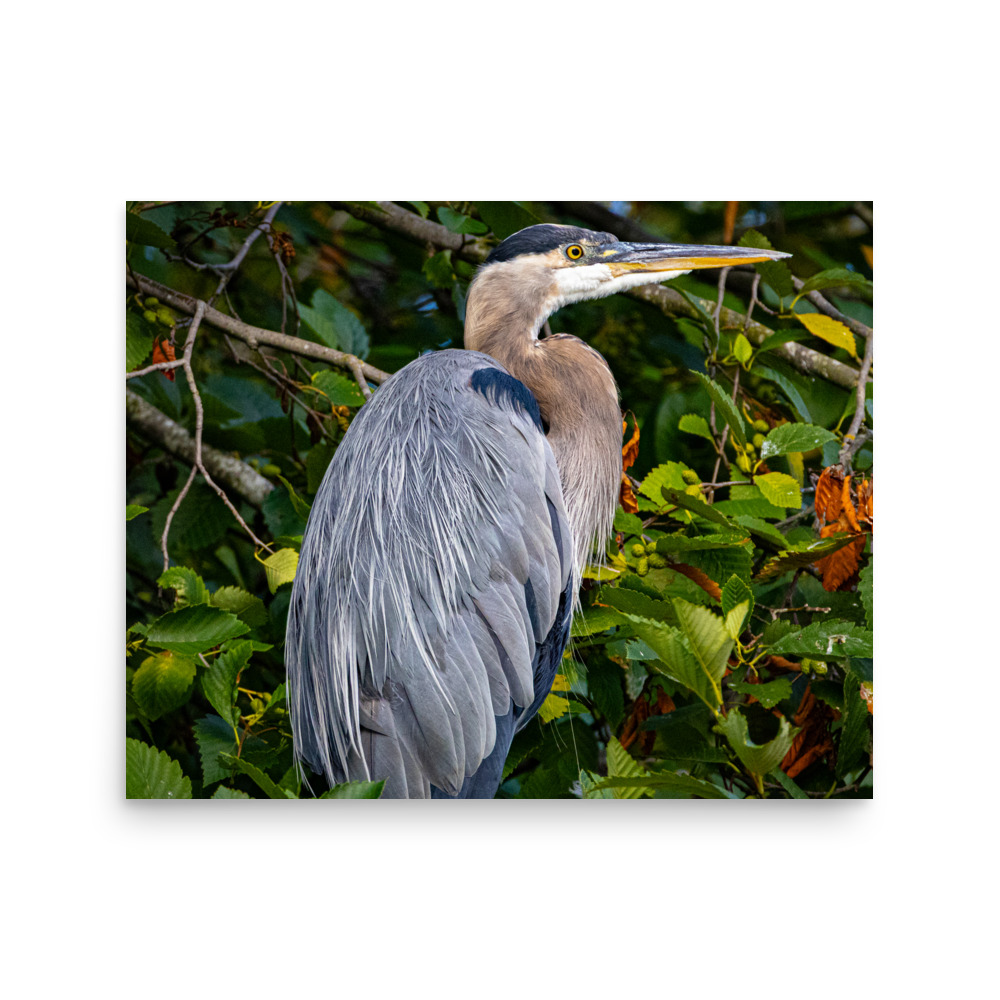 Heron, Ballard Locks, Seattle — Wildlife Print