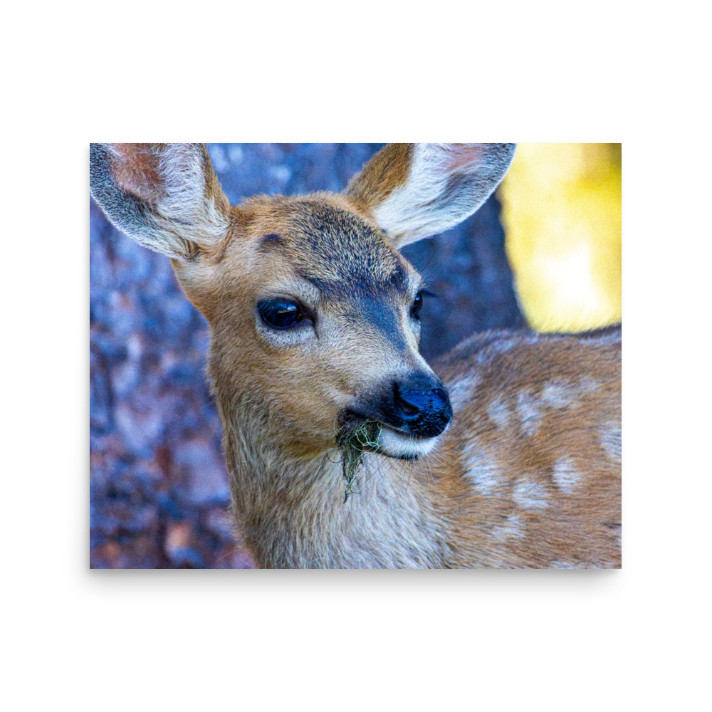 Fawn, Hurricane Ridge, Olympic National Park — Wildlife Print