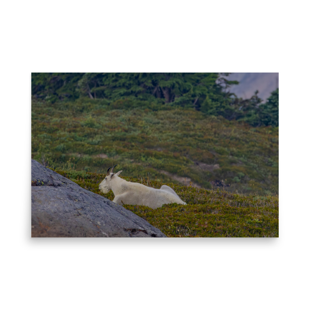 Mt. Rainier National Park — Mountain Goat - Image 3