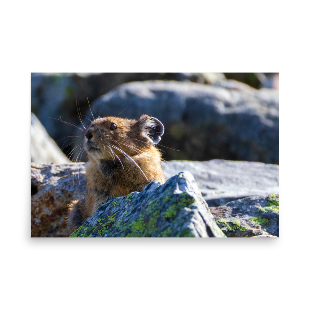 Pika, Cascade Pass Trail, North Cascades National Park — Wildlife Print - Image 2