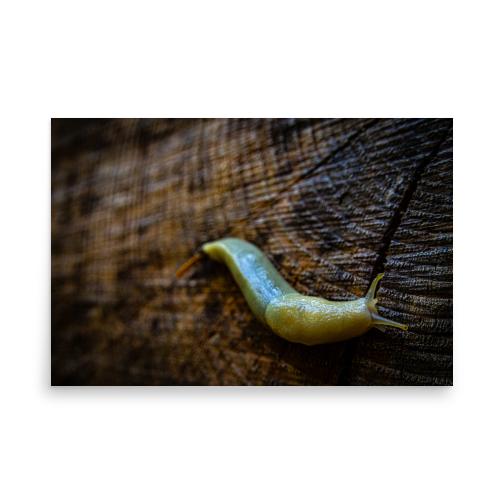 Banana Slug, Hoh Rain Forest, Olympic National Park — Wildlife Print - Image 2
