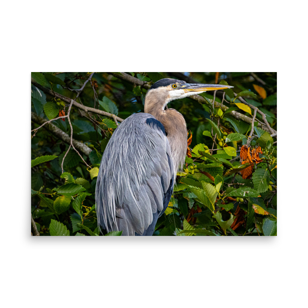 Heron, Ballard Locks, Seattle — Wildlife Print - Image 2