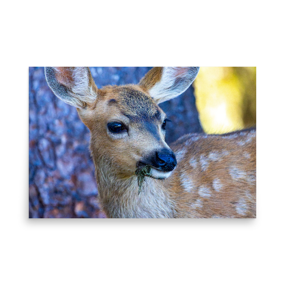 Fawn, Hurricane Ridge, Olympic National Park — Wildlife Print - Image 2