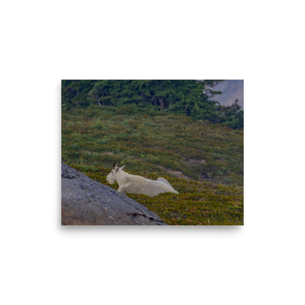 Mt. Rainier National Park — Mountain Goat
