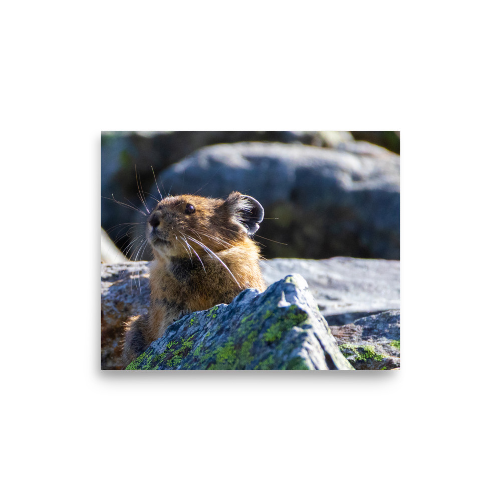 Pika, Cascade Pass Trail, North Cascades National Park — Wildlife Print - Image 3