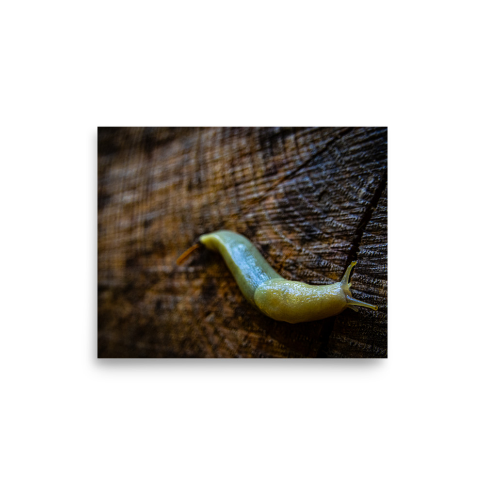 Banana Slug, Hoh Rain Forest, Olympic National Park — Wildlife Print - Image 3