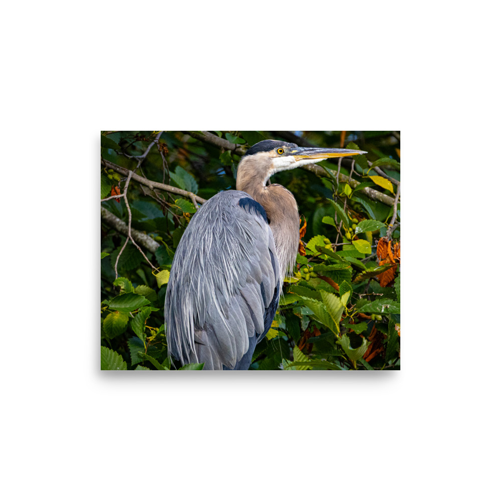 Heron, Ballard Locks, Seattle — Wildlife Print - Image 3