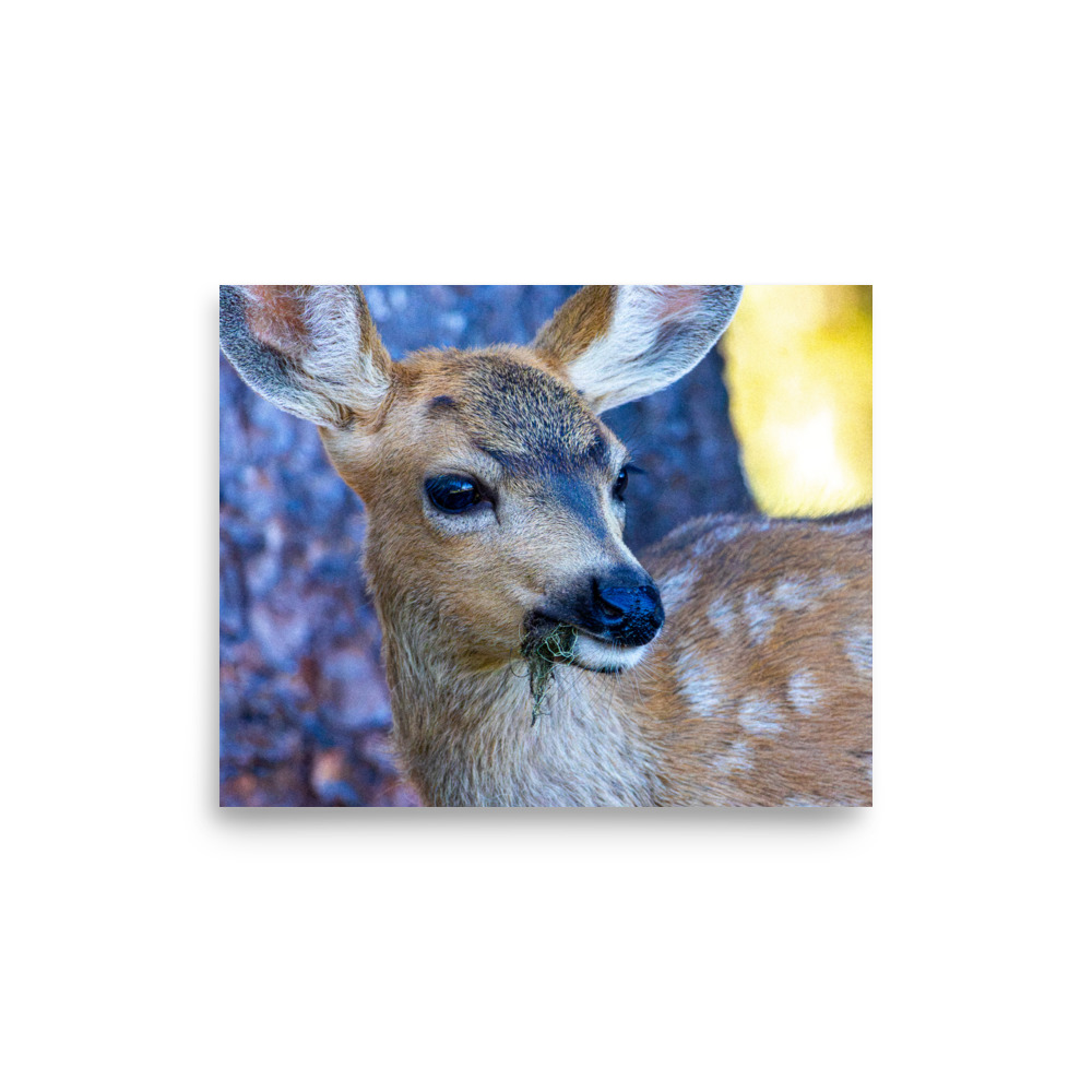 Fawn, Hurricane Ridge, Olympic National Park — Wildlife Print - Image 3
