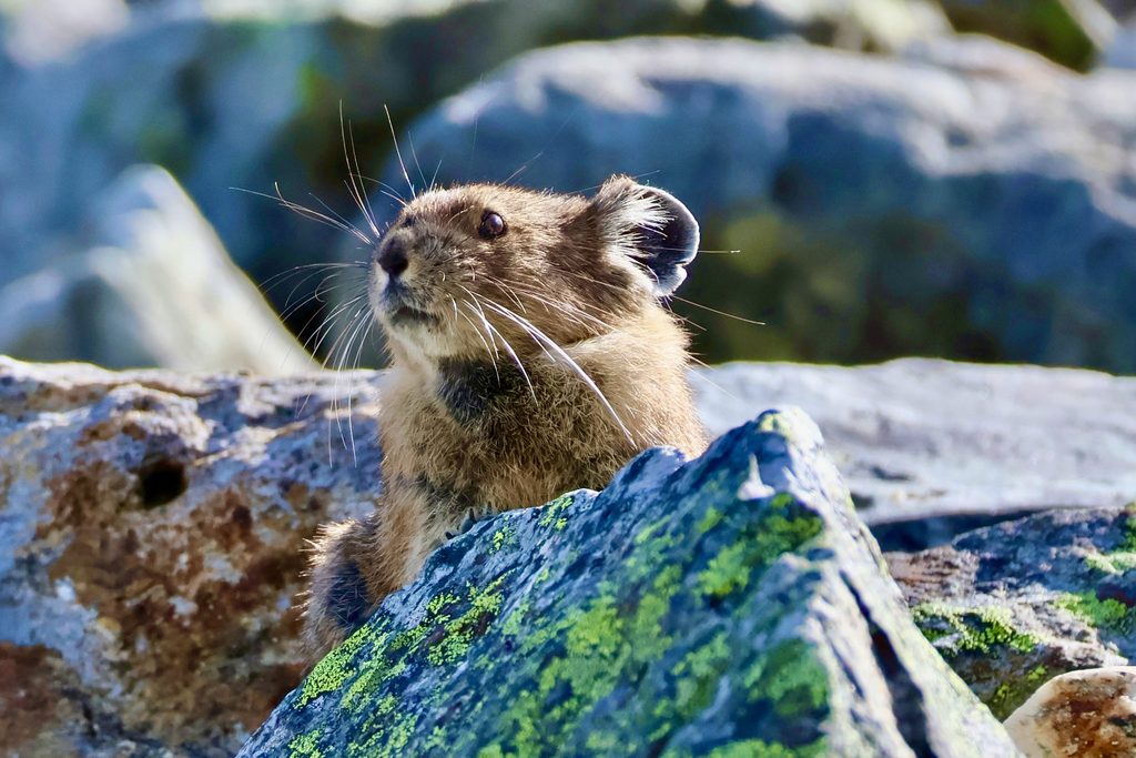A small, round-eared pika perched on a lichen-covered boulder.