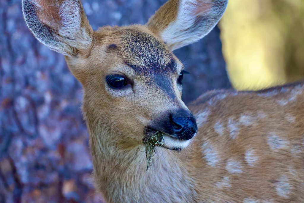 A fawn at Hurricane Ridge.