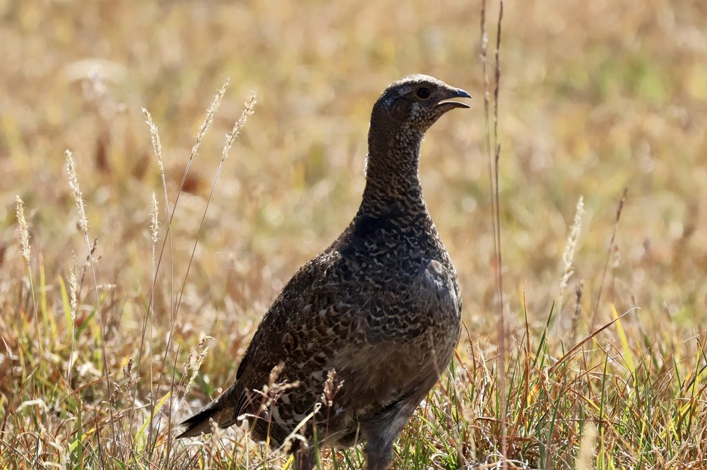 A sooty grouse at Hurricane Ridge.